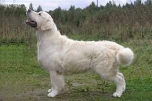 Fin Est NRC JChRus & NRC D.J. for Piter Evidog Fin Est NRC JChRus & NRC D.J. for Piter Evidog