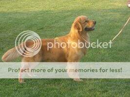 & Natl Puppy CH Seabreeze Banjo's Rhythm and Blues