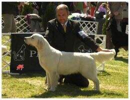 HJCH, HCH Cosmona's Keepsake Club winner