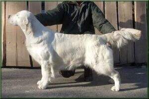 HSCH Dewmist Serendica Derby winner HSCH Dewmist Serendica Derby winner