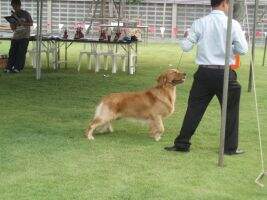 BJISS. Th. Ch. Golden Army's Make Me Happy with Browny Cake