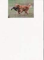 Wildfire's Will He Or Won'T He (SR26400903) UKC-CDX CKC-CD RN