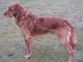 Tweed's Braveheart