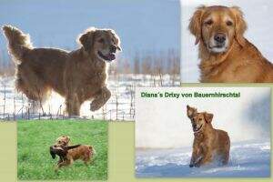Diana's Drixy von Bauernhirschtal Diana's Drixy von Bauernhirschtal