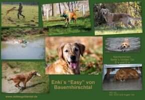 Enki's Easy von Bauernhirschtal