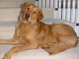 Yaqui's Riley