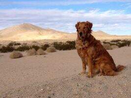Yaqui's Diva