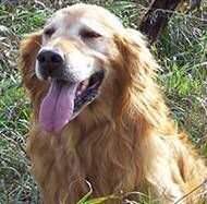 Choctaw's Bustin Boomerang Choctaw's Bustin Boomerang