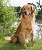 FTW Lochnabo Glorious Golden