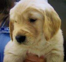 Holly's Golden Reminiscing