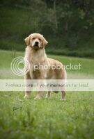Chasse Flor Chasse Flor