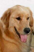 Golden Sunset's Nala