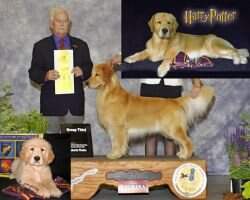 Allsea's Famous Harry Potter