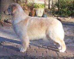 Stormy Point's Dogwood Shes All That!