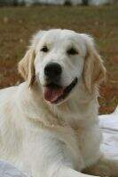 Reaux Retriever's Georgie Girl