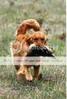 HRCH Highlands Me Bonnie Evie CCA HRCH Highlands Me Bonnie Evie CCA