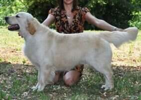 RjCh, HjCh, SlojCh, HCH, HShCh Sunnyfield's My Destiny Junior Clubwinner & Derby Winn. 2008
