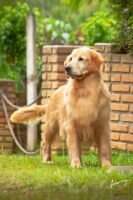 Hugas Funny Simba Barbie Hugas Funny Simba Barbie