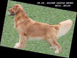 BPIS BPISS Th Ch. Golden Castle's Bronz BPIS BPISS Th Ch. Golden Castle's Bronz