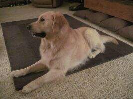 Sir Higgins Goldenpaws