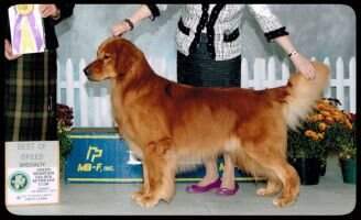 MBISS GCHB CH Clarkcreek Pebwin Even The Odds