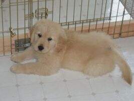 Golden Touch's Dakota