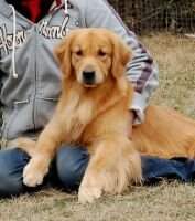 Golden Army's The Power of Hutch Golden Army's The Power of Hutch