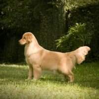 Br.Gr.Ch. Golden Trip Million Dollar Baby