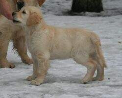 MON SOLEI AMUR MON SOLEI AMUR