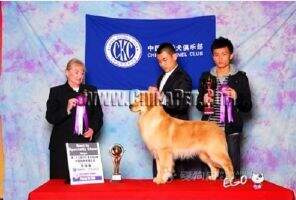 Ultraman Of Golden Star Kennel