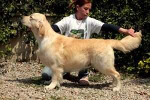 It. Breeding Ch. Scarabeo v.d. Beerse Hoeve