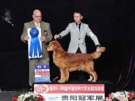 PRC-CH Golden Brothers' Crazy Girl PRC-CH Golden Brothers' Crazy Girl