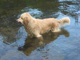 Sirius my dear Cooper