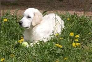 Sirius my Best Buddy