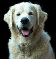 Sirius Teddy Bear Sirius Teddy Bear