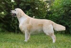 Jun.Rus.Ch. Ambergold GK Knight of Fortune