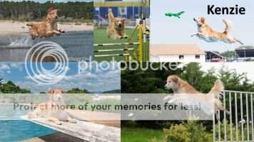 Fast-Trak Miz Kenzie Of Woodstock BN OF DS DJ DNA JJ-N MJ-R TKI Achiever Dog