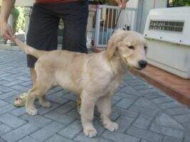 Golden Friendship Carlos Checa