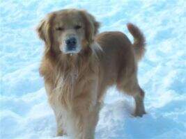 Emerald Chien D'Or's Goin' For Gold