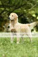 Just Retriever My Special Blonde Girl