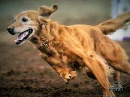 Tanbark's Grace Under Fire RN MXP3 MJP5 MJPS MXF MFB MFP MFPB T2B2 T2BP TQXP PADHF