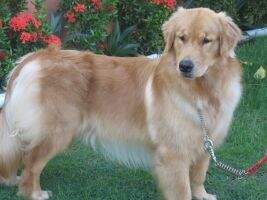 Golden Sunset's Noah