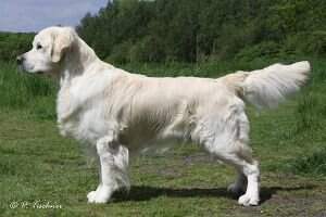 Le' Pet's Bernard Le' Pet's Bernard