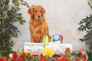 Brentvue's Yes He Bosanova Barry PCDX BN GN CGCA TKP STARPup