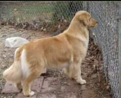 UKC Ch. Schoolhouse Sunwind Shes Got Class UKC Ch. Schoolhouse Sunwind Shes Got Class