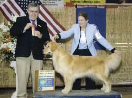BVSW CH Gemini's Onehundred and Ten Prozent
