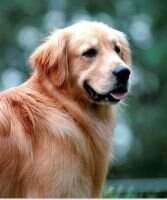 Varco of Redemma Kennel