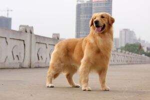Aitano of Jin Qiu Ye Kennel