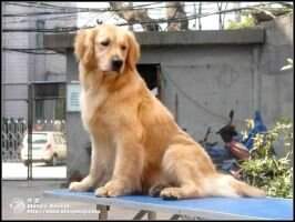 Jinwaiwai of Alang Kennel