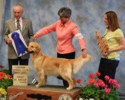 GCHB CH Sunny Ridge-Mariah's Uptown Girl BVISS GCHB CH Sunny Ridge-Mariah's Uptown Girl BVISS
